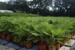 Chamaerops excelsa 